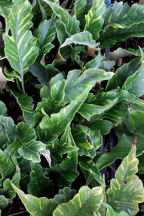 Image of Pyrrosia lingua 'O Kan' taken at Juniper Level Botanic Gdn, NC by JLBG