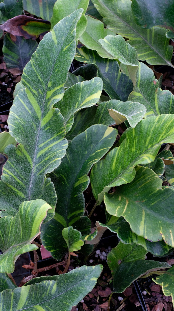Image of Pyrrosia lingua 'Yabane Fu' taken at Juniper Level Botanic Gdn, NC by JLBG