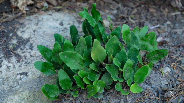 Image of Pyrrosia petiolosa 'Taste of China' taken at Juniper Level Botanic Gdn, NC by JLBG