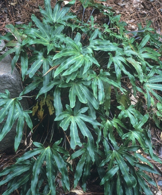 Image of Pyrrosia polydactyla taken at Duke Gdns, NC