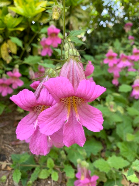 Image of Rehmannia piasezkii taken at Juniper Level Botanic Gdn, NC by L. Churakova