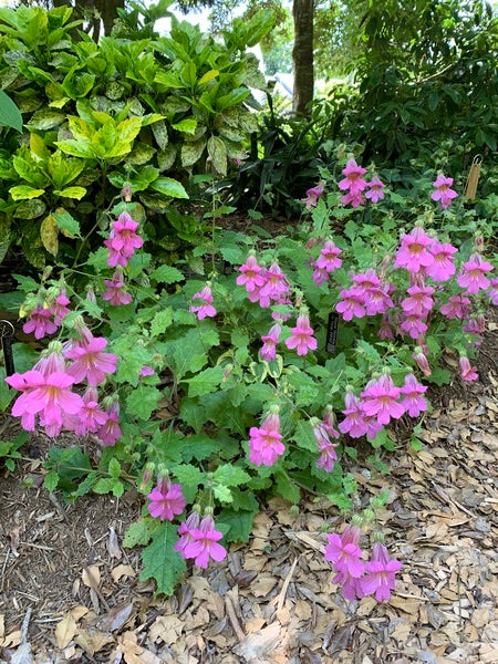 Image of Rehmannia piasezkii taken at Juniper Level Botanic Gdn, NC by L. Churakova
