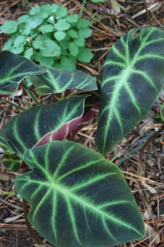 Image of Remusatia pumila 'Mini Mask' taken at Juniper Level Botanic Gdn, NC by JLBG