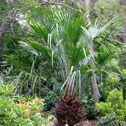 Image of Rhapidophyllum hystrix taken at Juniper Level Botanic Gdn, NC by JLBG