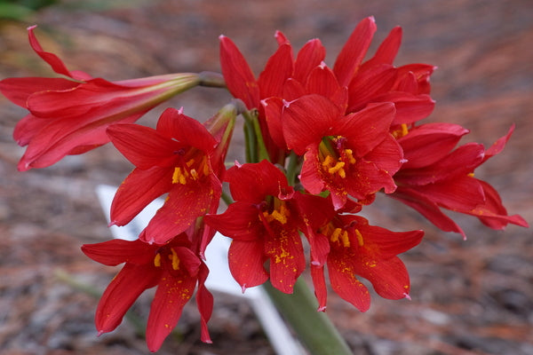 Image of Rhodophiala bifida 'Red Baron' taken at Juniper Level Botanic Gdn, NC by JLBG