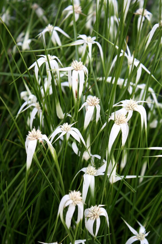 Image of Rhynchospora colorata taken at Juniper Level Botanic Gdn, NC by JLBG