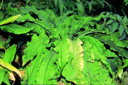 Image of Rohdea delavayi 'Eco China Ruffles' taken at Kunming, China