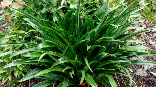 Image of Rohdea x japensis 'Up and About' taken at Juniper Level Botanic Gdn, NC by JLBG