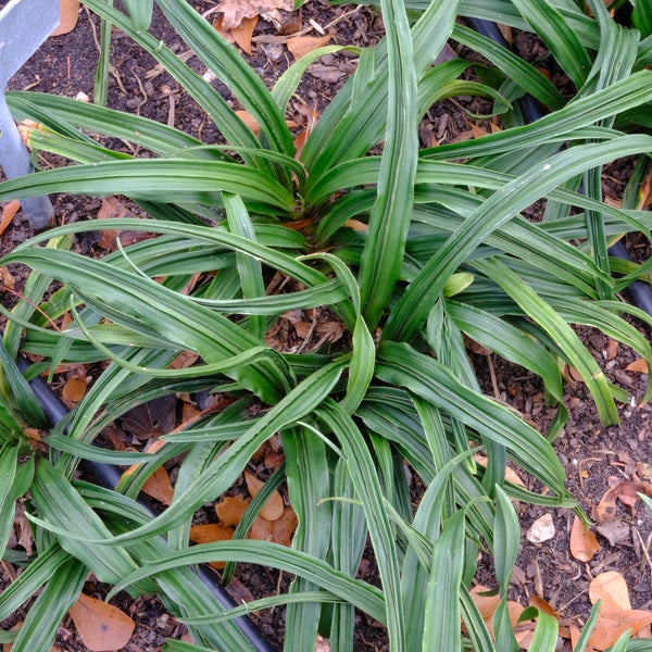 Image of Rohdea japonica 'Fukuju Kan' taken at Juniper Level Botanic Gdn, NC by JLBG