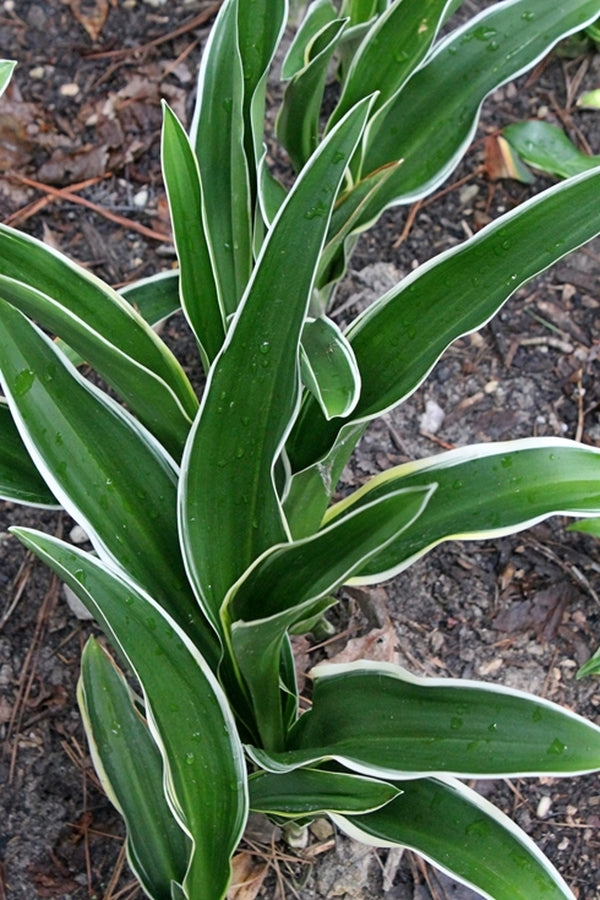 Image of Rohdea japonica 'Go Dai Takane'