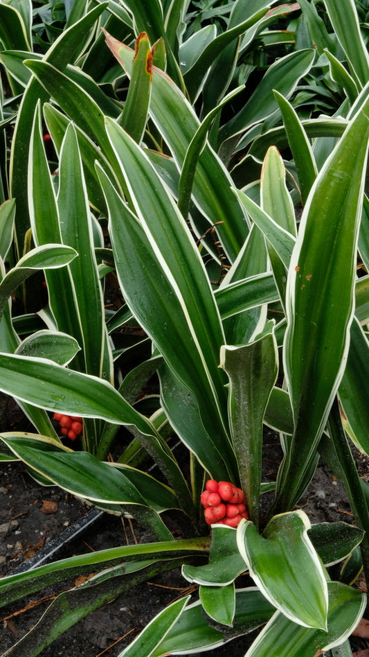 Image of Rohdea japonica 'Go Dai Takane' taken at Juniper Level Botanic Gdn, NC by JLBG