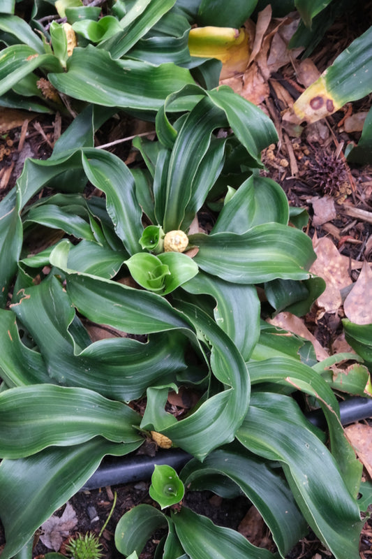 Image of Rohdea japonica 'Goin' Curlin' taken at Juniper Level Botanic Gdn, NC by JLBG