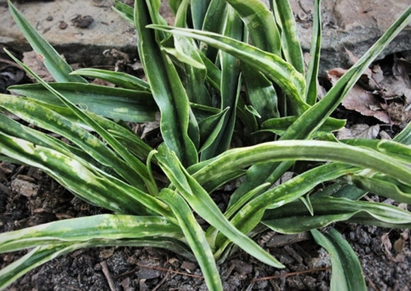 Image of Rohdea japonica 'Kin cho Ju' taken at Juniper Level Botanic Gdn, NC by JLBG