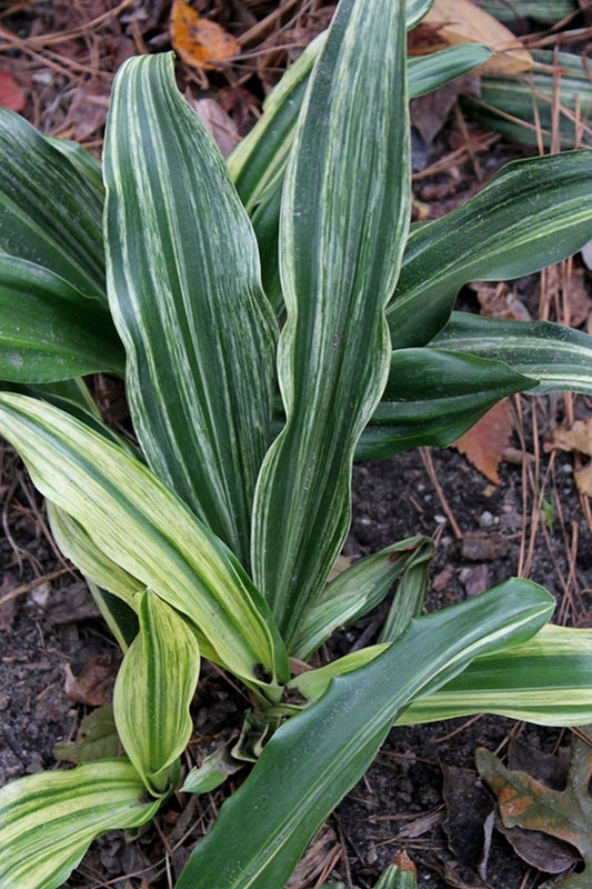 Image of Rohdea japonica 'Kinshu no Matsu'