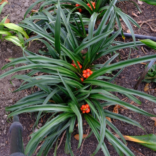 Image of Rohdea japonica 'Line Dance' taken at Juniper Level Botanic Gdn, NC by JLBG