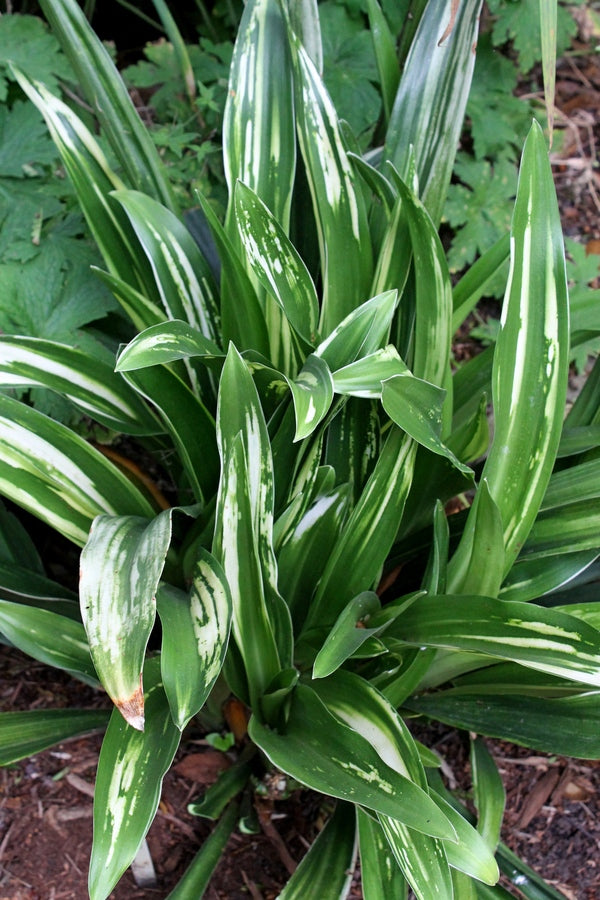 Image of Rohdea japonica 'Miyako-no-Hana'