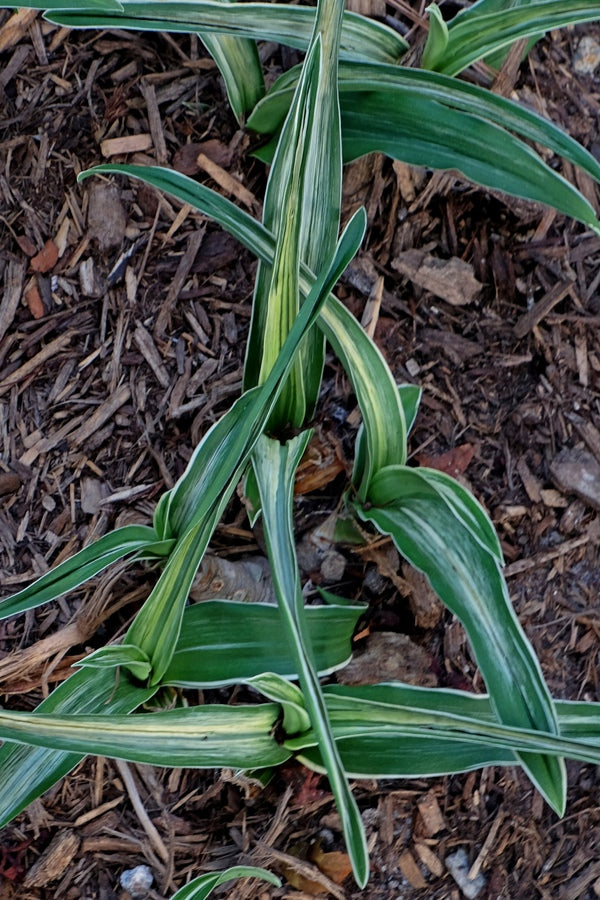 Image of Rohdea japonica 'Sekkei Nishiki'