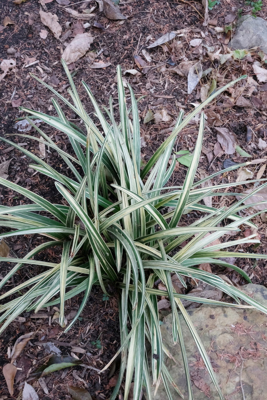 Image of Rohdea japonica 'Sekkei Nishiki' taken at Juniper Level Botanic Gdn, NC by JLBG