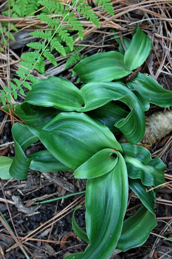 Image of Rohdea japonica 'Shishi'