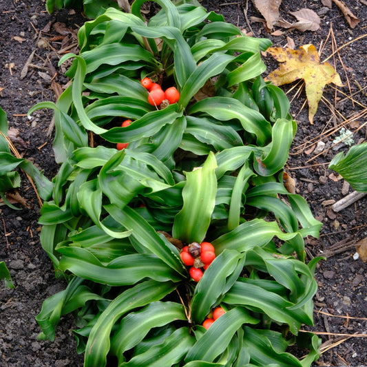 Image of Rohdea japonica 'Shishi' taken at Juniper Level Botanic Gdn, NC by JLBG