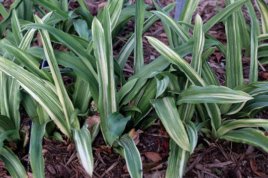 Image of Rohdea japonica 'Taishu' taken at Juniper Level Botanic Gdn, NC by JLBG