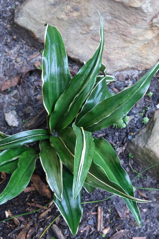 Image of Rohdea japonica 'Tama Hilfiger' taken at Juniper Level Botanic Gdn, NC by JLBG
