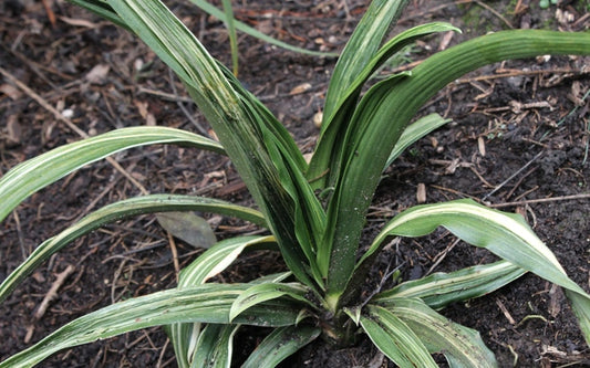 Image of Rohdea japonica 'Wrath of Kan' taken at Juniper Level Botanic Gdn, NC by JLBG
