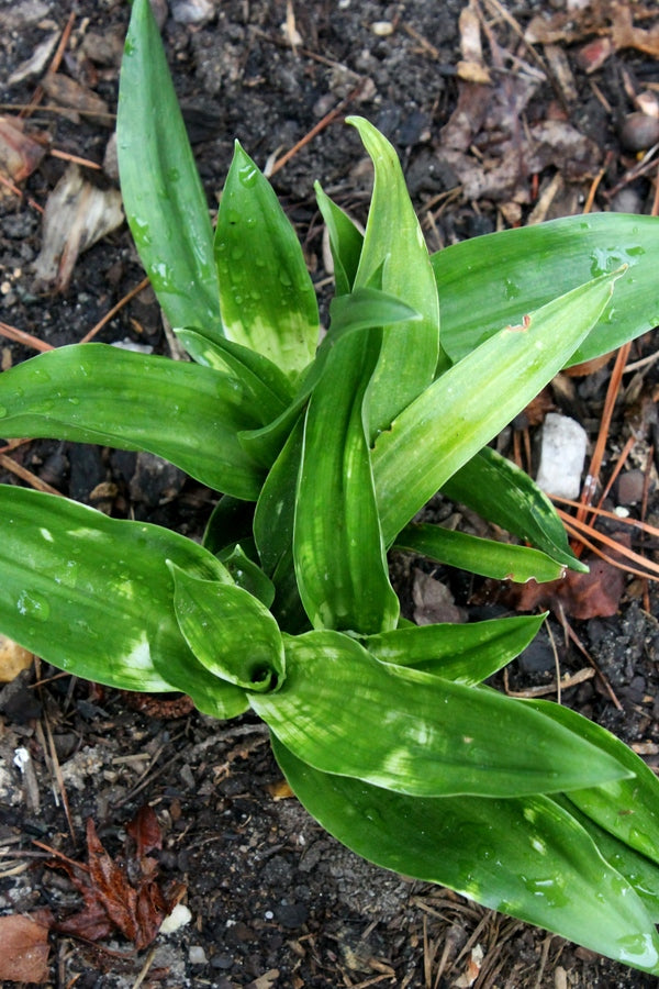 Image of Rohdea japonica 'Yori-Kaku-no-Matsa'