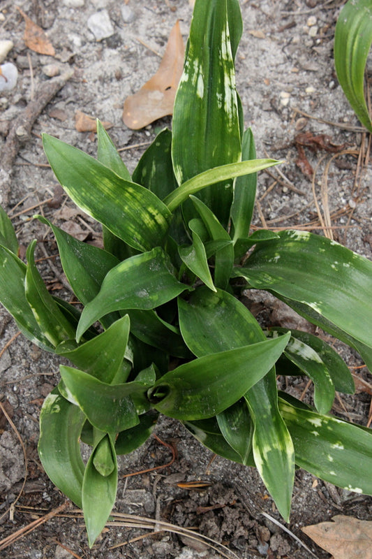 Image of Rohdea japonica 'Yori-Kaku-no-Matsa' taken at Juniper Level Botanic Gdn, NC by JLBG