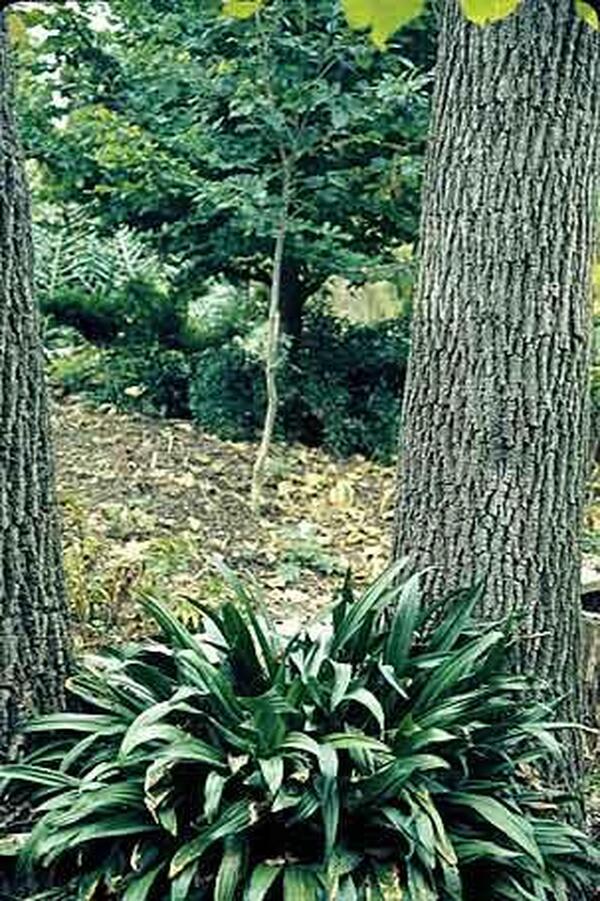 Image of Rohdea japonica taken at Juniper Level Botanic Gdn, NC by JLBG