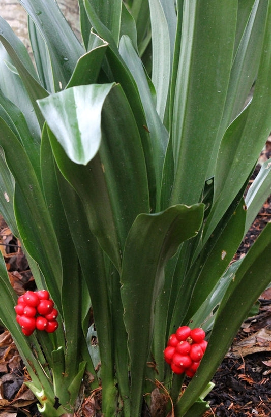 Image of Rohdea japonica taken at Juniper Level Botanic Gdn, NC by JLBG