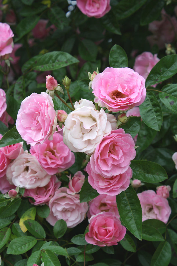 Image of Rosa 'Tausendschon' taken at Juniper Level Botanic Gdn, NC by JLBG