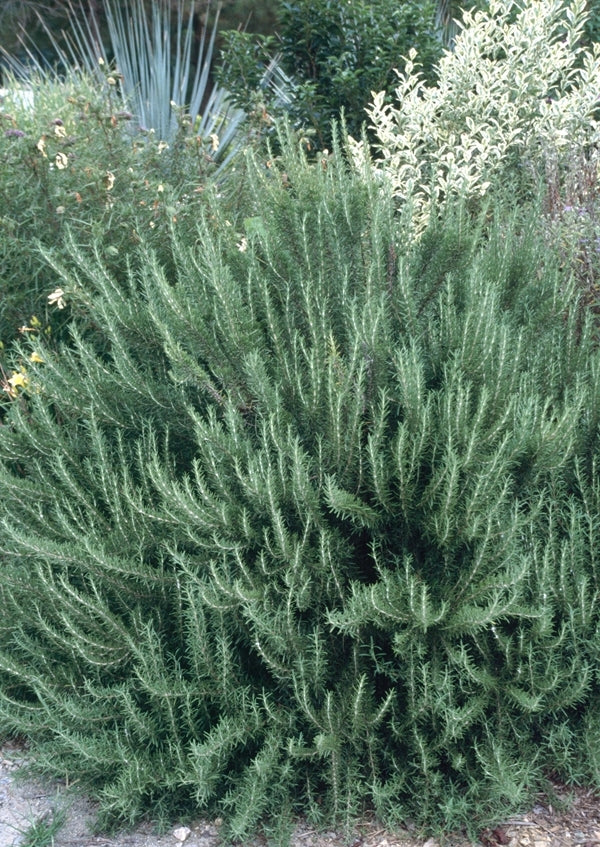 Image of Rosmarinus officinalis 'Arp' taken at Juniper Level Botanic Gdn, NC by JLBG