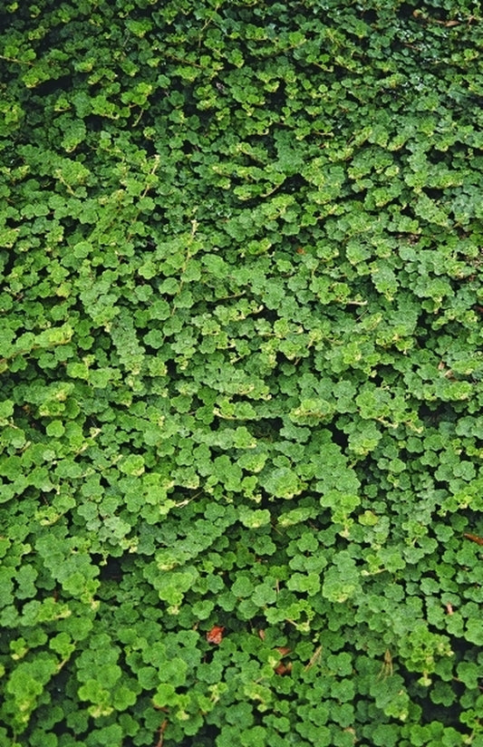 Image of Rubus pentalobus 'Emerald Carpet' taken at Lewis Ginter Botanic Gdn, VA