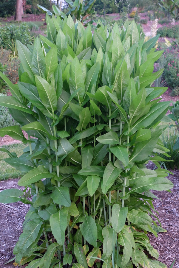 Image of Rudbeckia auriculata taken at Juniper Level Botanic Gdn, NC by JLBG
