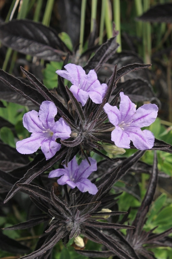 Image of Ruellia 'Black Beauty' taken at Juniper Level Botanic Gdn, NC by JLBG