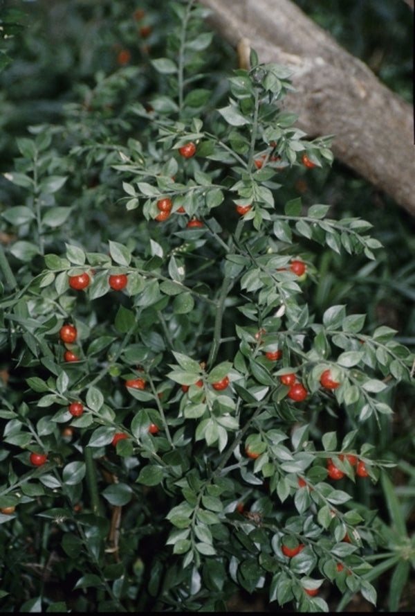 Image of Ruscus aculeatus 'Wheeler's' taken at Juniper Level Botanic Gdn, NC by JLBG