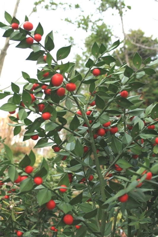 Image of Ruscus aculeatus 'Wheeler's' taken at Juniper Level Botanic Gdn, NC by JLBG