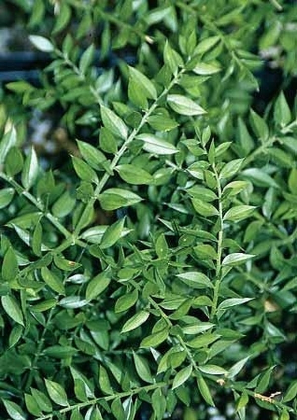 Image of Ruscus hyrcanus taken at Juniper Level Botanic Gdn, NC by JLBG