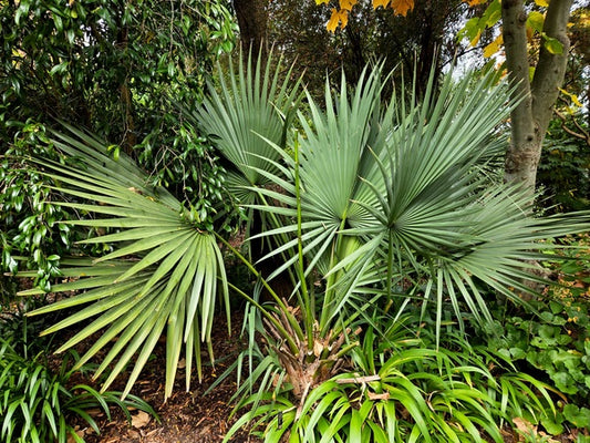 Image of Sabal x brazoriensis taken at Juniper Level Botanic Gdn, NC by JLBG