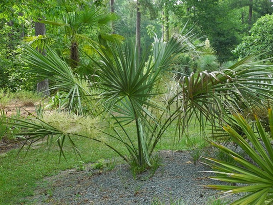 Image of Sabal miamiensis taken at Juniper Level Botanic Gdn, NC by JLBG