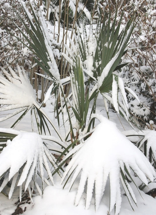 Image of Sabal minor 'McCurtain' taken at Juniper Level Botanic Gdn, NC by JLBG