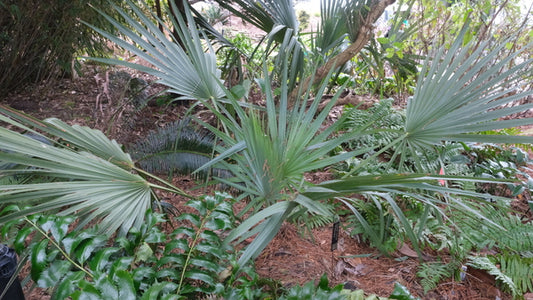 Image of Sabal minor 'Pittsview' taken at Juniper Level Botanic Gdn, NC by JLBG