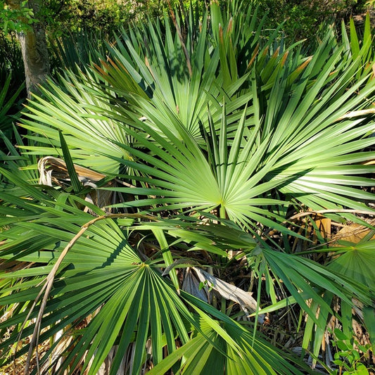 Image of Sabal minor 'Rebecca Creek' taken at Rebecca Creek, TX by S. Lowe