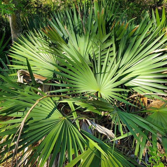 Image of Sabal minor 'Rebecca Creek' taken at Rebecca Creek, TX by S. Lowe