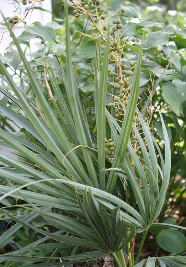 Image of Sabal minor 'Wakulla Dwarf' taken at Juniper Level Botanic Gdn, NC by JLBG