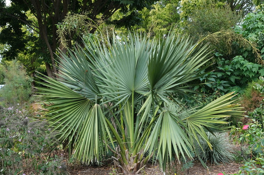 Image of Sabal minor var. louisiana taken at Juniper Level Botanic Gdn, NC by JLBG
