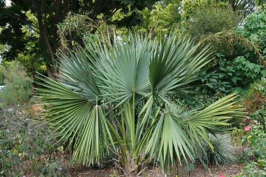 Image of Sabal minor var. louisiana taken at Juniper Level Botanic Gdn, NC by JLBG