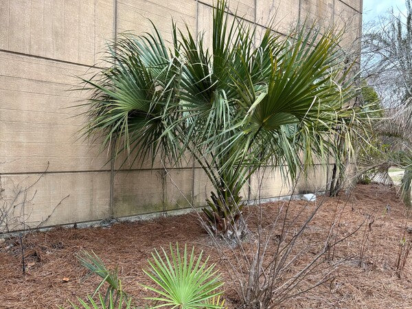 planting sabal palms Sabal palmarum Just Cause