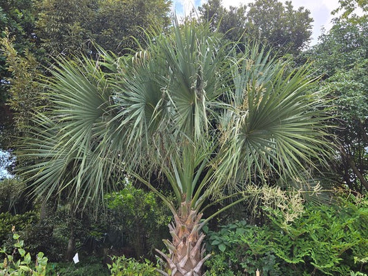 Image of Sabal palmetto 'Bald Head' taken at Juniper Level Botanic Gdn, NC by JLBG